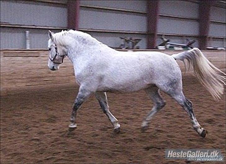 Anden særlig race Maseille billede 10