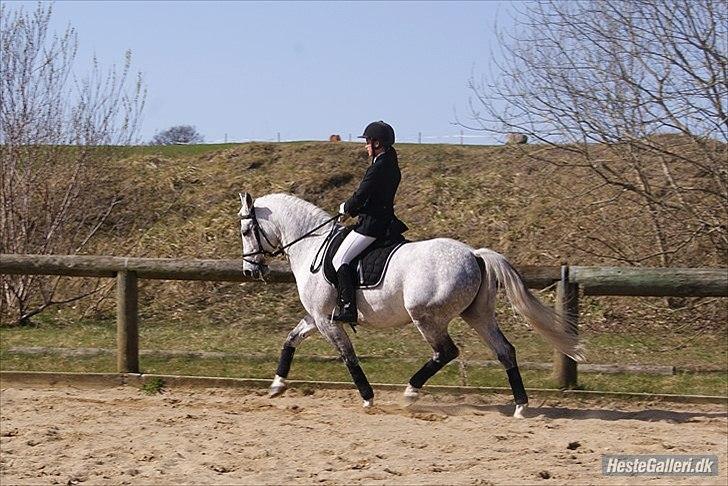 Anden særlig race Maseille billede 11