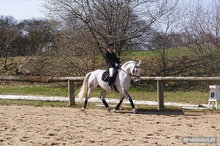 Anden særlig race Maseille billede 12