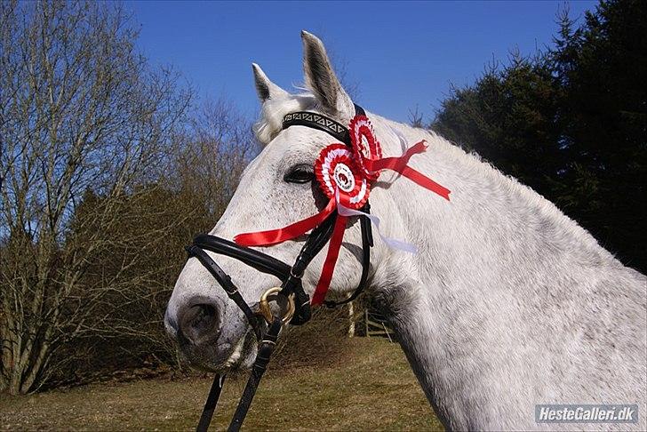 Anden særlig race Maseille billede 18