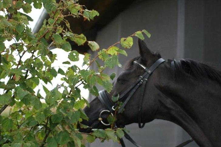 Anden særlig race Miss Money Penny (Sorte) billede 8
