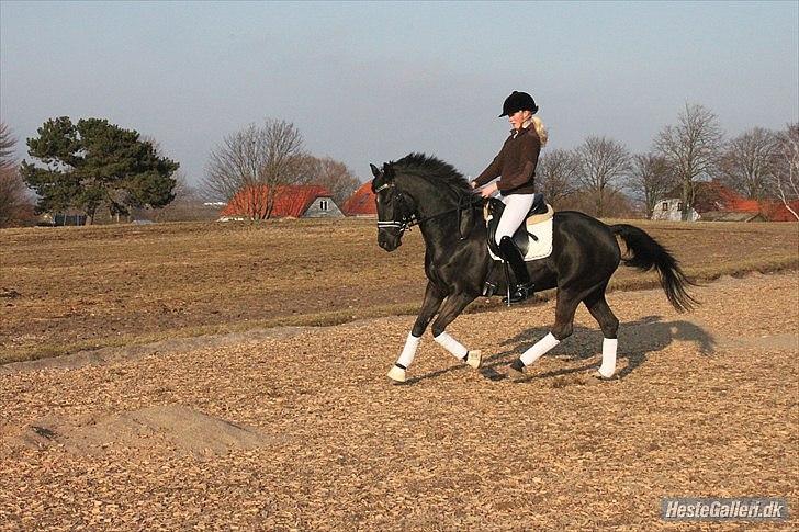 Anden særlig race Miss Money Penny (Sorte) - 5. gang jeg rider hende  billede 2
