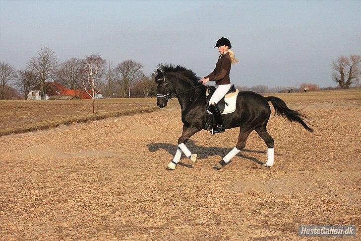 Anden særlig race Miss Money Penny (Sorte) - 5. gang jeg rider hende  billede 3