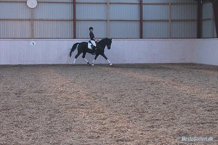 Anden særlig race Miss Money Penny (Sorte) - 5. gang jeg rider hende  billede 4