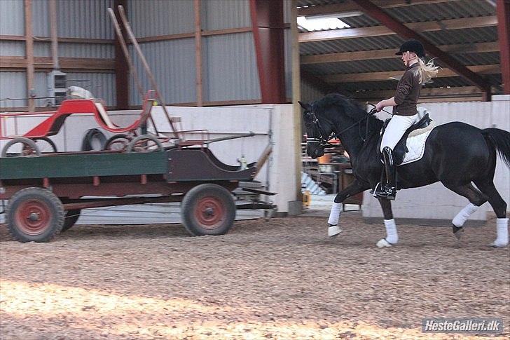 Anden særlig race Miss Money Penny (Sorte) - elsker sgu den pony ! <3  billede 5