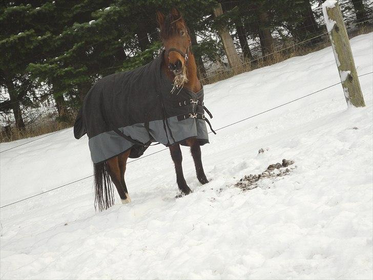 Anden særlig race Quick Brown Lady Z <3 - Lady Z på fold den dag hun kom :-) (Foto: Marlene) billede 16