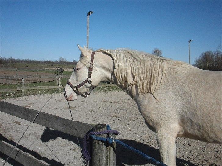 Palomino Sepstrups Groovy Day billede 10