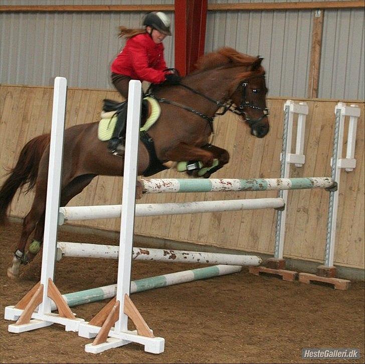 DSP Chanell ***SOLGT*** - Nicoline og Chanell springer 115 cm til træning (MA for kat. 2 pony) billede 13
