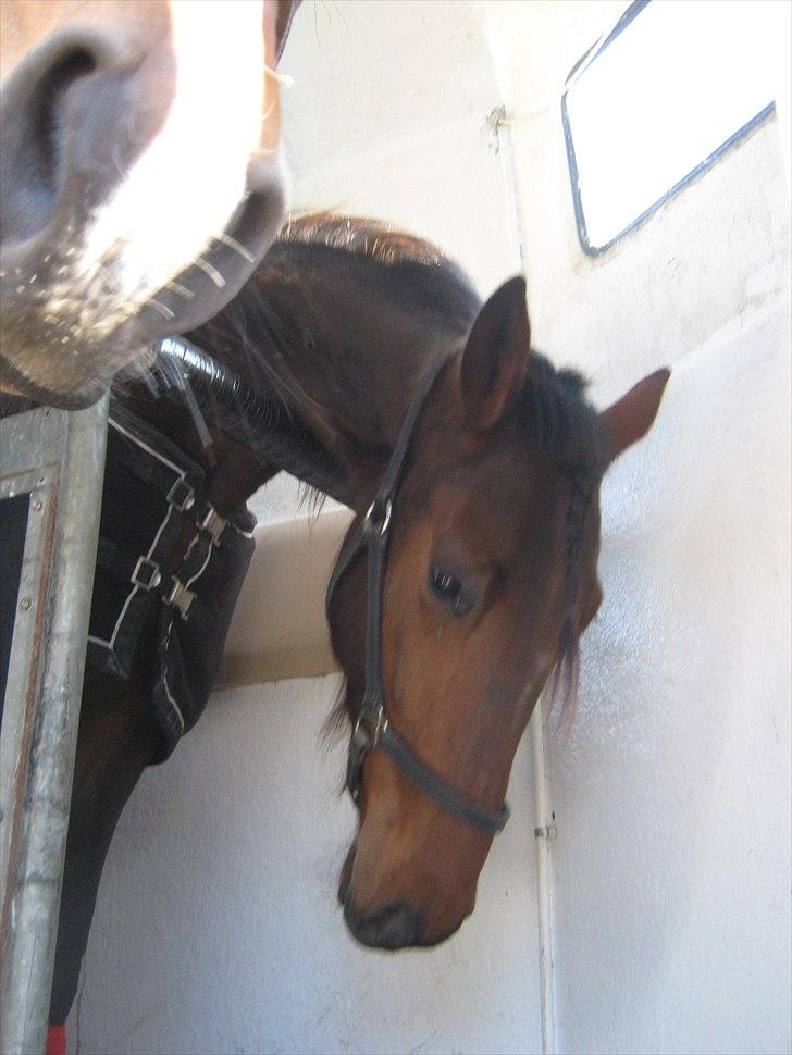 Traver SP - Så er vi læsset i traileren og på vej til travbanen billede 2