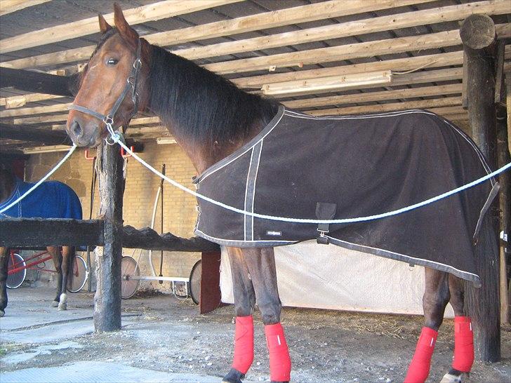 Traver SP - så fin med hendes røde bandager billede 3