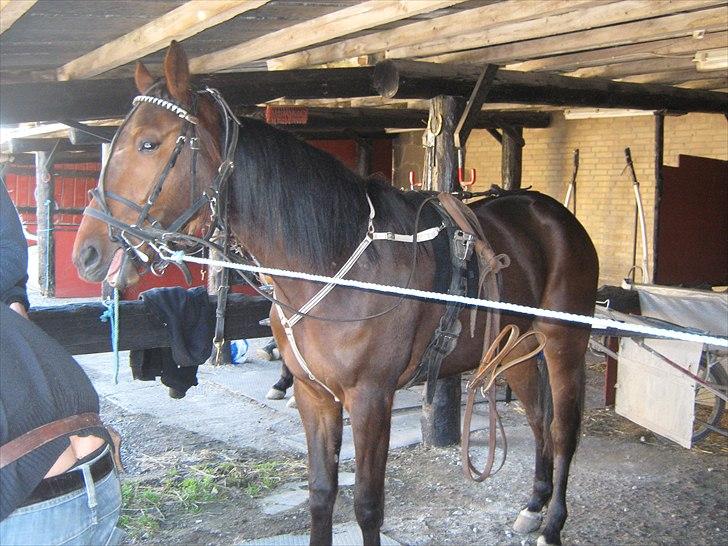 Traver SP - Nu er lille SP ved at være klar til opvarmning billede 4