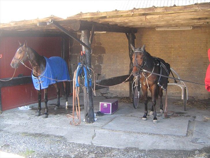 Traver SP - Negus og SP billede 6