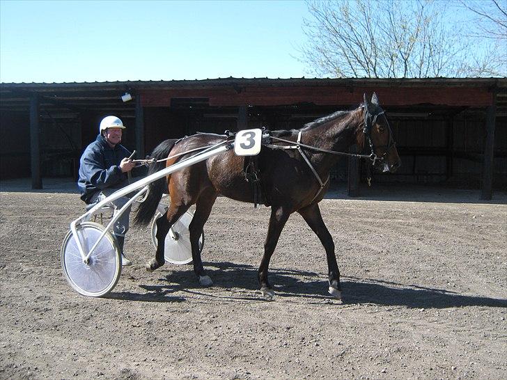 Traver SP - Aksel og SP på vej til babyræs i sulky for første gang billede 7