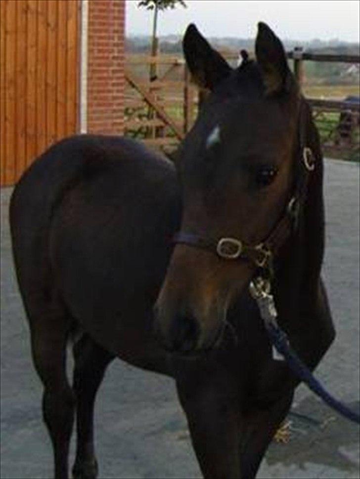 Dansk Varmblod Svanholms Caia - Caia som føl :) billede 17