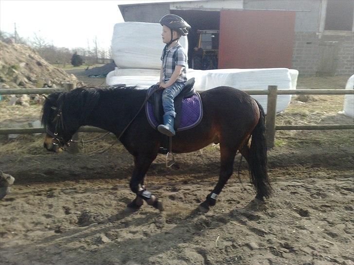 Dartmoor Innis Natron billede 15