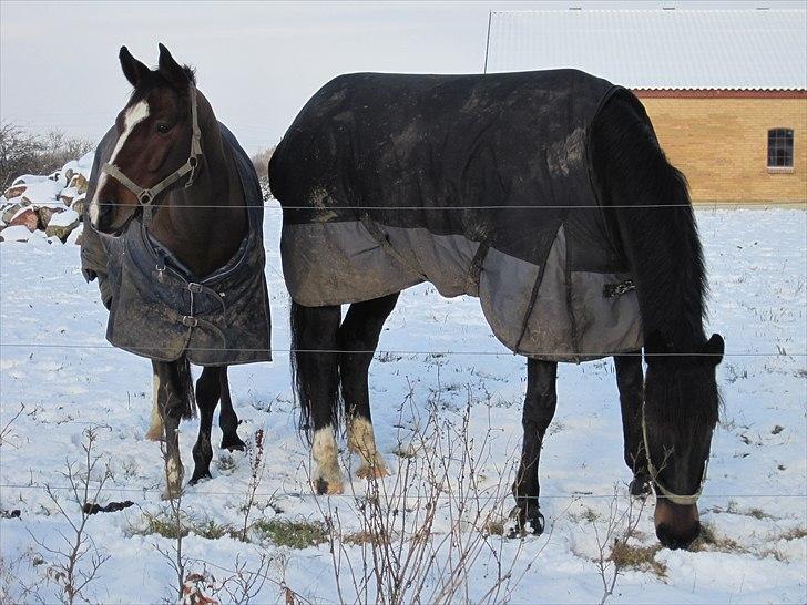 Oldenborg Pedro - Carlos & Pedro :) billede 9