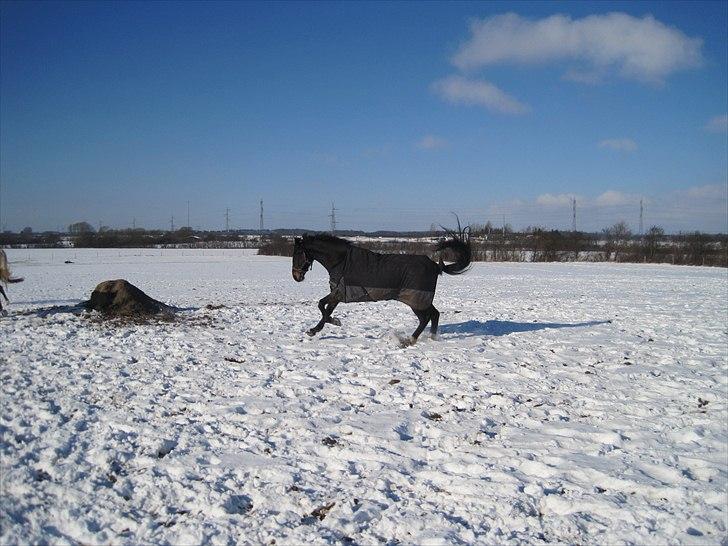Oldenborg Pedro - han kan altså være lidt vild :) billede 10