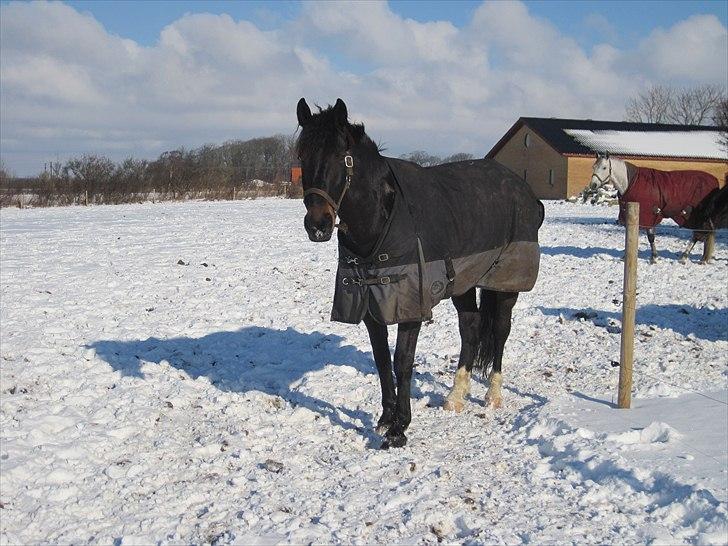 Oldenborg Pedro - så sød!! <3 billede 11