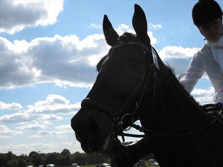 Oldenborg Pedro - haha :D billede 13