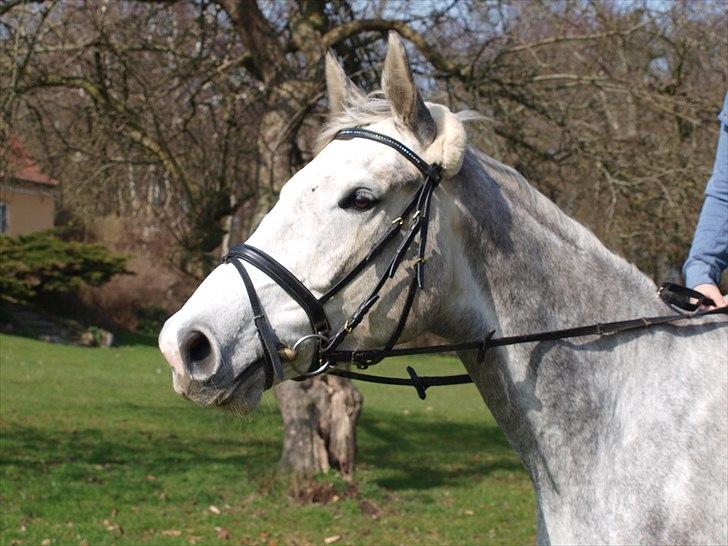 Dansk Varmblod dream star  - første gang jeg var ude for at prøve hende :) billede 1