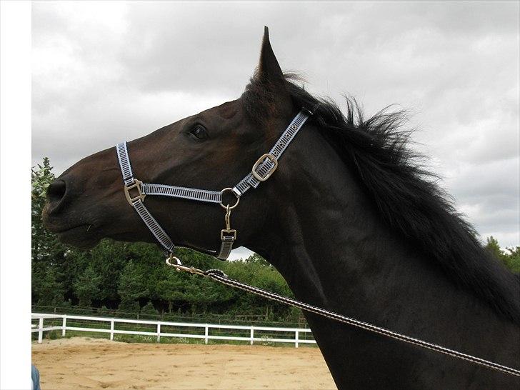 Anden særlig race Capt. Morgan - smukke! :D billede 1