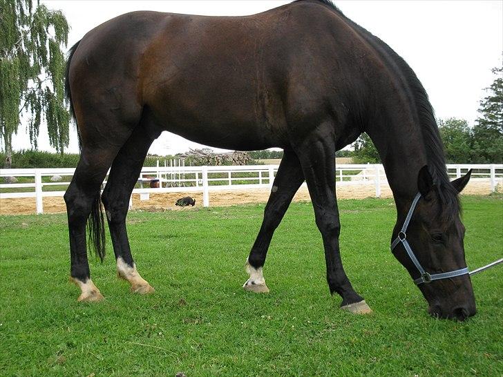 Anden særlig race Capt. Morgan - efter rideturen .. billede 2