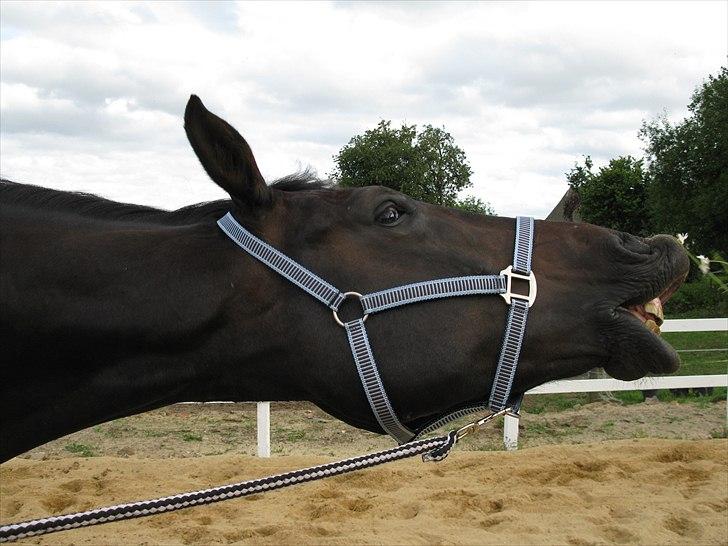 Anden særlig race Capt. Morgan - haha :) billede 3