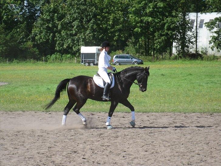 Anden særlig race Capt. Morgan - Kragelund 2010 billede 4