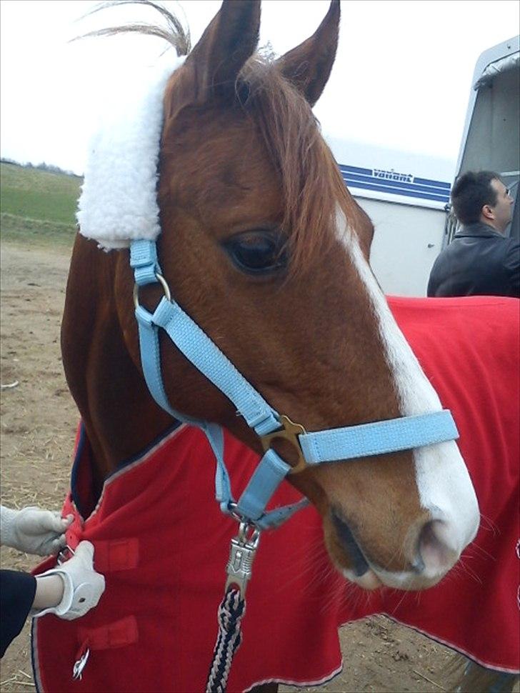 DSP Nyholms Sinatra - Sina ska læsses efter et vellykket stævne i Egum-tredjeplads. billede 17