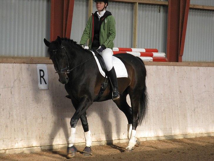 Anden særlig race Capt. Morgan - Vilhelmsminde 2010 billede 5