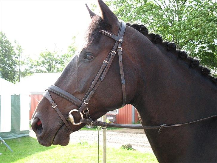 Anden særlig race Capt. Morgan - Vilhelmsminde 2010 billede 6