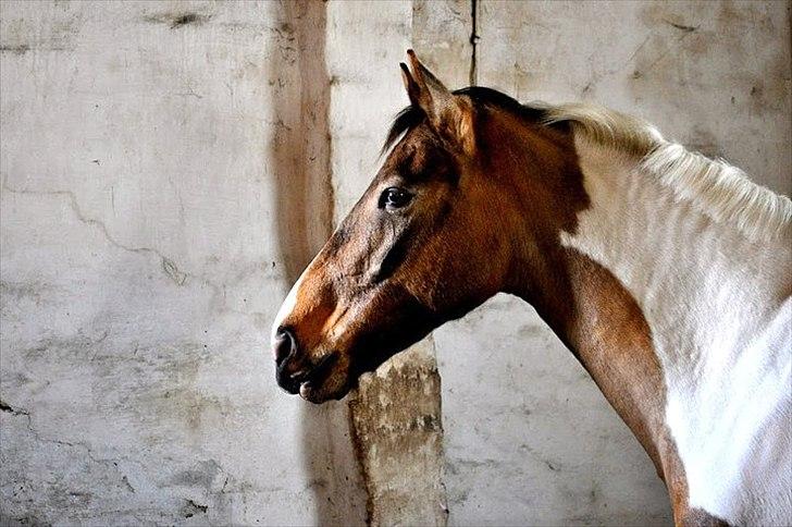 Pinto Royal Kasmina's Tiggi billede 1