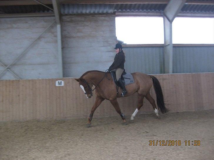 Anden særlig race Cosmo - 15// Træning i ridehuset :D billede 15