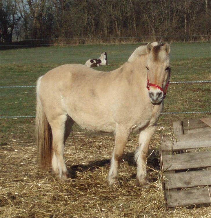 Fjordhest MUSSE ( Dejlig Pige) - Musse April 2011  billede 13