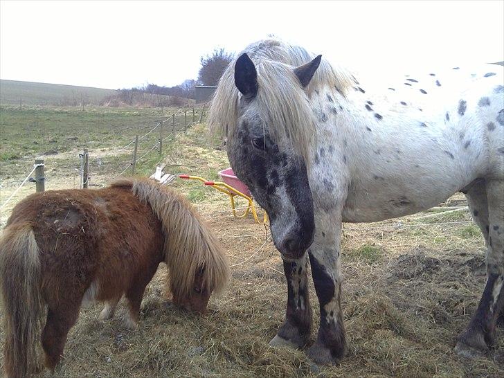 Noriker needles  billede 15