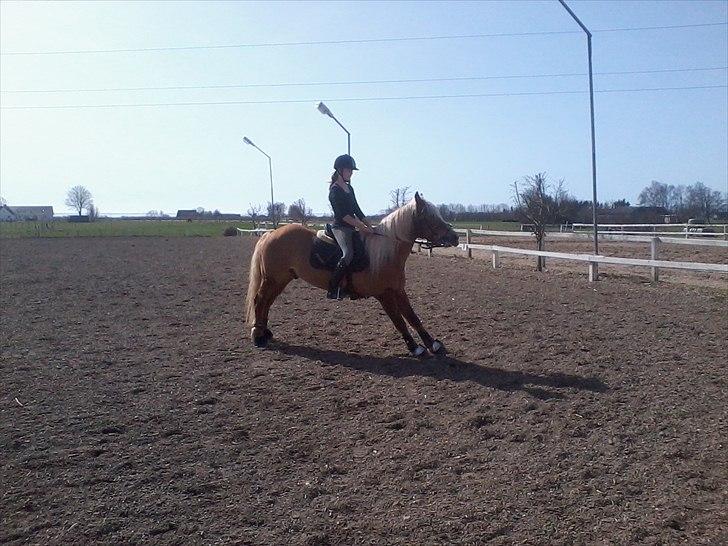 Haflinger Vestervangs Hodder  - Han er bare SEJ!!!!!!!<3 billede 4