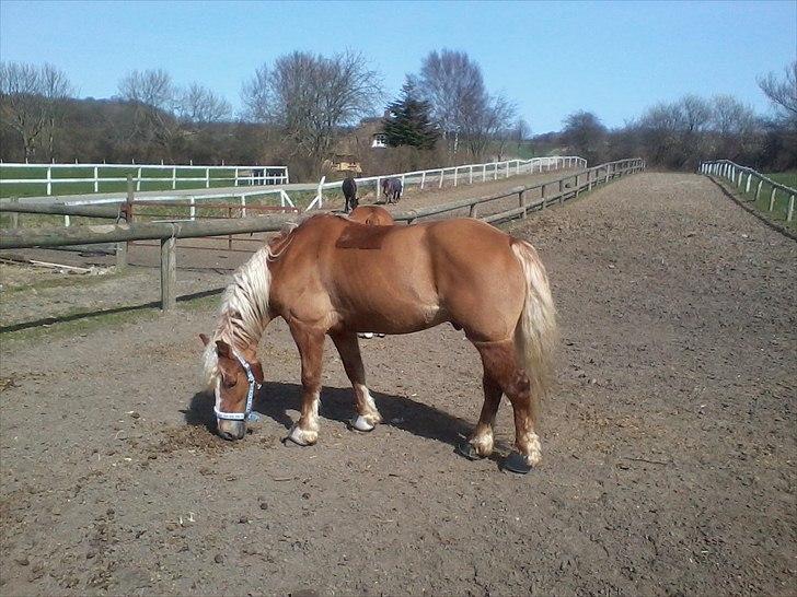 Haflinger Vestervangs Hodder  - <3 billede 7