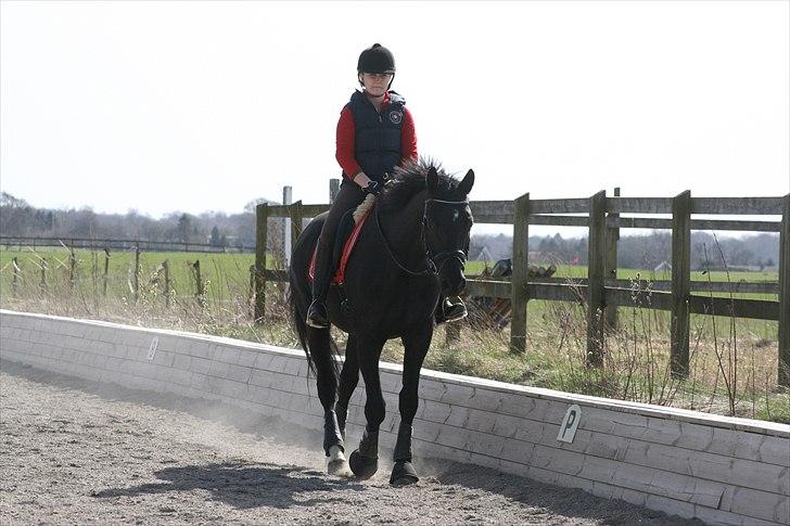 Trakehner Hooligan billede 10