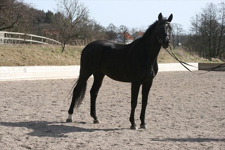 Trakehner Hooligan billede 11