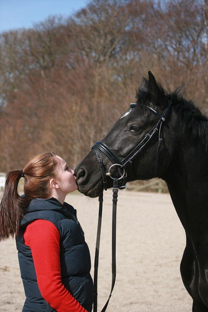 Trakehner Hooligan billede 15