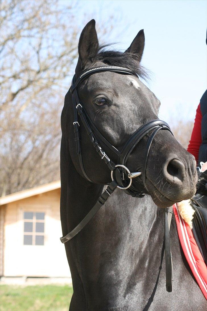 Trakehner Hooligan billede 17