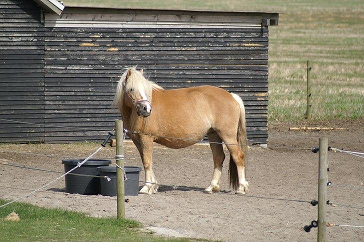 Tyroler Haflinger Paxandra Søgaard-Med føl - 11] 10-04-2011 billede 11