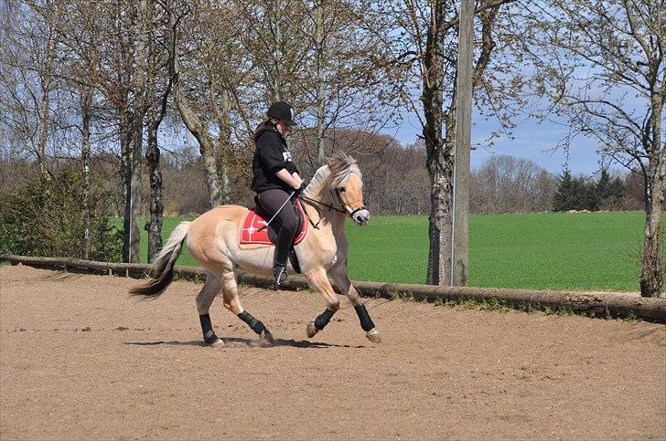 Fjordhest Freja *EUR* - Freja og jeg i en gang galop. Forår 11 Foto: Stine L. billede 16