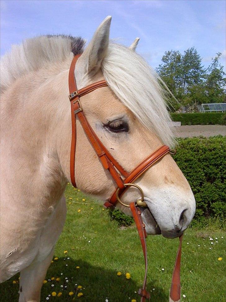 Fjordhest Malou billede 1
