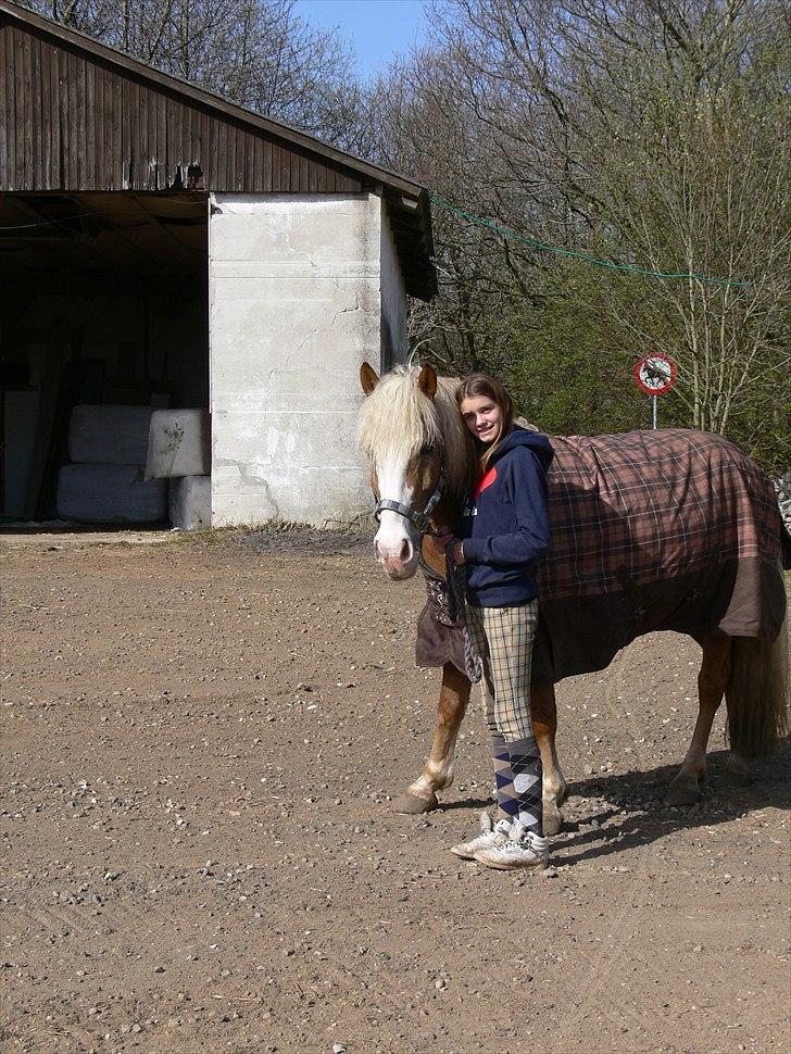 Haflinger Alladin Hestbjerggaard <3 - I know I'm lost. But as long I'm lost in you, I'll be just fine..
 billede 17