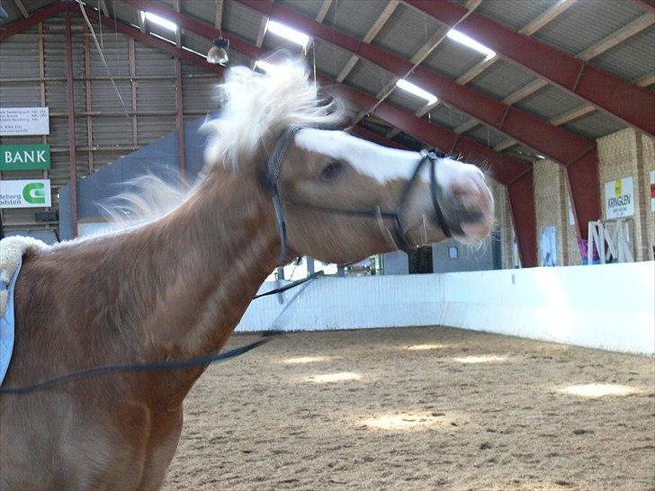 Haflinger Alladin Hestbjerggaard <3 - <3 billede 18