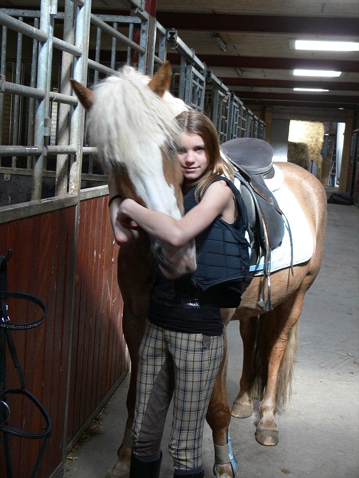 Haflinger Alladin Hestbjerggaard <3 -  
at noget er perfekt betyder ikke at det er fejlfrit, men at du ikke ønsker det anderledes.. billede 1