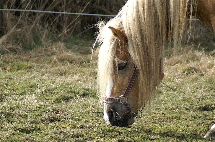 Tyroler Haflinger Paxandra Søgaard-Med føl - 12] 10-04-2011 billede 12