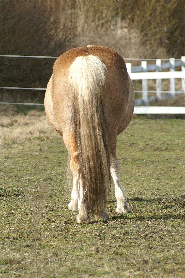 Tyroler Haflinger Paxandra Søgaard-Med føl - 13] Når enden er god, er alting godt - 10-04-2011 billede 13