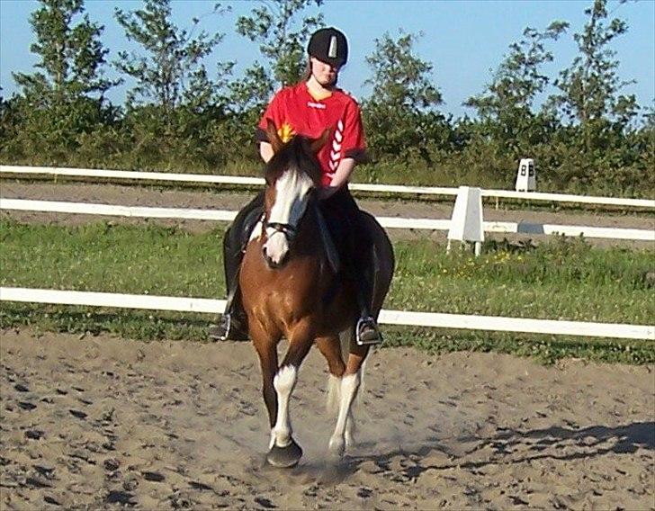 Anden særlig race Blanding - Aladdin <3 - jeg prøver at lave en schenkelvigning. puha det er svært uden numsen kommer foran! billede 1